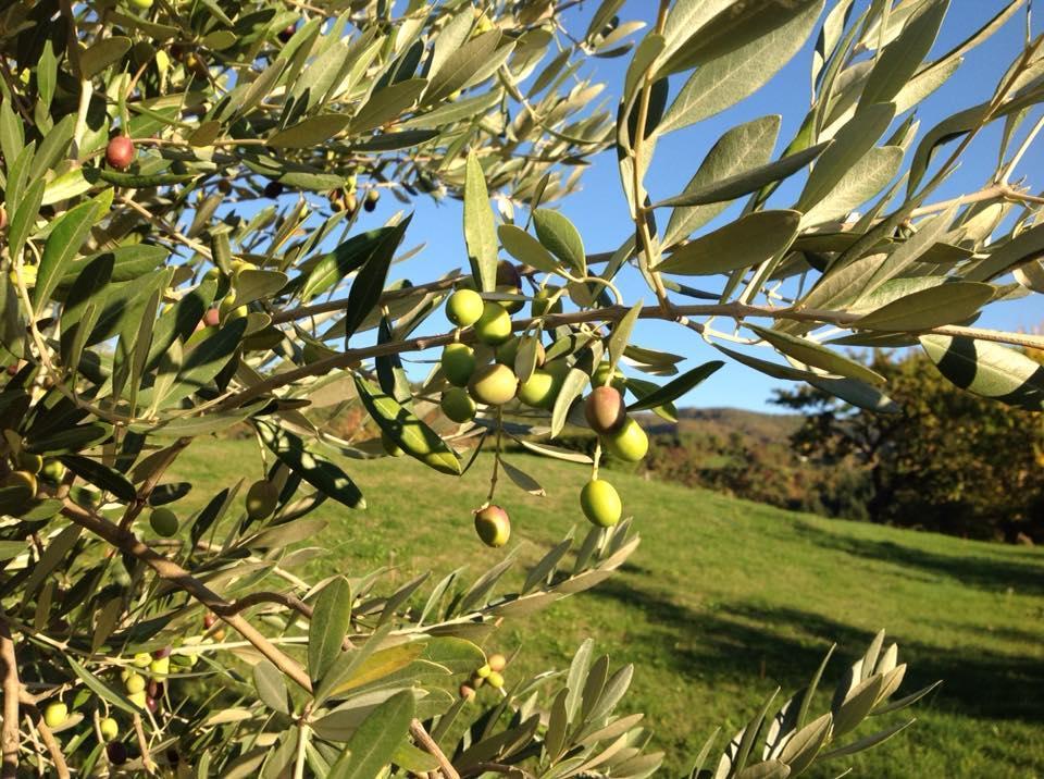 Agriturismo Tripala Minucciano Esterno foto
